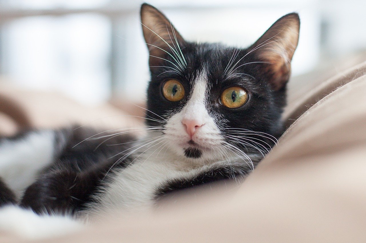 Planning for Pet Safety during Emergencies